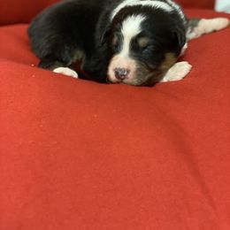 Australian Shepherd Puppies from Mullis Australian Shepherd