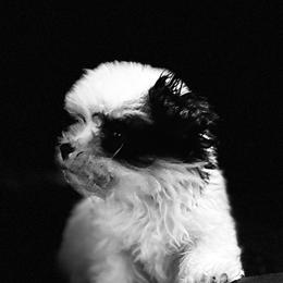 Male 4- Tiny Timmy - White male Morkie puppy in Pittsburgh, Pennsylvania from Maria's Morkies & More