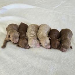 Cavapoo puppies from Hearts and Paws Poodles and Doodles