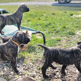 Australian Shepherd and Perro de Presa Canario Puppies from Lykaios Kennels