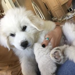 Great Pyrenees Puppies from Sugar Pine Pyrenees