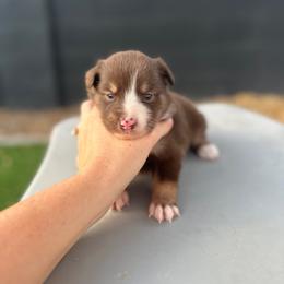 Patsy - Red tri female Miniature Australian Shepherd puppy in Queen Creek, Arizona from Arizona Aussies