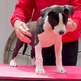 Female 4 - Black female American Staffordshire Terrier puppy in Roseburg, Oregon from Bold & Beautiful Amstaffs