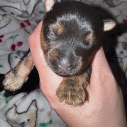 Kelly - Black and tan female Yorkshire Terrier puppy in Bolton, Connecticut from Elle Yorkies