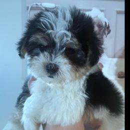 Oppy - Piebald male Morkie puppy in Florence, Kentucky from 4paws4ever by Design