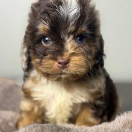 Ziggy - Merle male Cockapoo puppy in Palmdale, California from Pucci Pawfect
