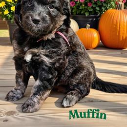 Muffin - Sable female Aussiedoodle puppy in Ellenburg Center, New York from Kristin's Puppies