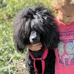 Moonlight - Poodle
