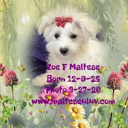Zoe - White female Maltese puppy in Silverhill, Alabama from Malteseuluv’s Tiny Treasurers