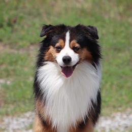 Trace  - Toy Australian Shepherd