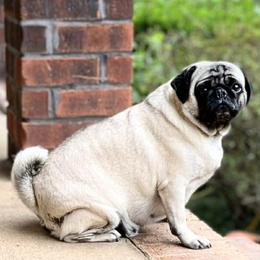 Doodle Bug - Pug