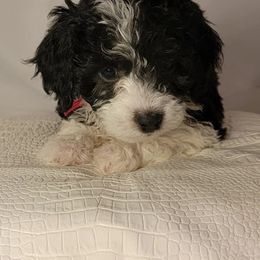 Girl 3 - Black Goldendoodle puppy in Coon Rapids, Minnesota from MN Celestial Doodles