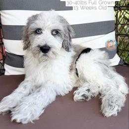 Drizzle - Parti male Double Doodle puppy in Southwest Ranches, Florida from Dandy Doodle Ranch