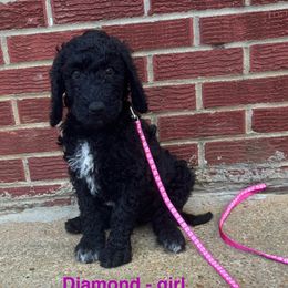 Diamond - Black female Goldendoodle puppy in Water Valley, Mississippi from Olympian Doodles