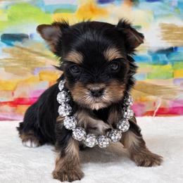 Jewls - Black and tan female Yorkshire Terrier puppy in Monticello, Iowa from Ashley’s Puppies