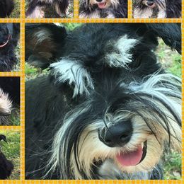 Lottie - Miniature Schnauzer