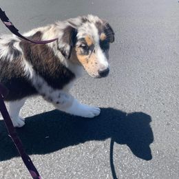 Australian Shepherd Puppies from Trinity Kennels