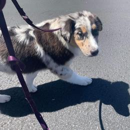 Australian Shepherd Puppies from Trinity Kennels