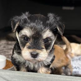 Mushu - Black & tan tri-color female Morkie puppy in Tucson, Arizona from Sun-Kissed Morkies