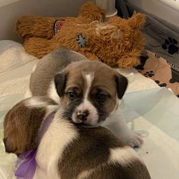 Golden Retriever and Jack Russell Terrier Puppies from Shelby Burleson's Golden Retrievers and Jack Russell Terriers