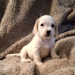 Snowball - female Beagle puppy in Laton, California from McMillan Family Kennels