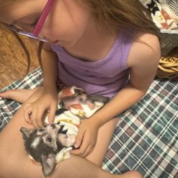 VIKING - Blue and white male Chihuahua puppy in Polo, Missouri from Blue Tails Farm