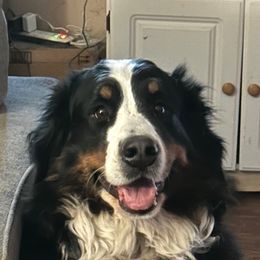 Trinity - Bernese Mountain Dog