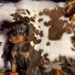 2 red - Red and rust female Doberman Pinscher puppy in Fraziers Bottom, West Virginia from Loyal Hearts Farm / RK's Dobermans