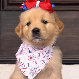 Gray Girl - Golden female Golden Retriever puppy in Silver Lake, Indiana from Seven Hills Goldens