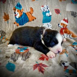 Cocoa - Black & white female Australian Shepherd puppy in Brookfield Township, Ohio from AussieLand Shepherds