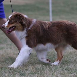 Kizmet - Australian Shepherd