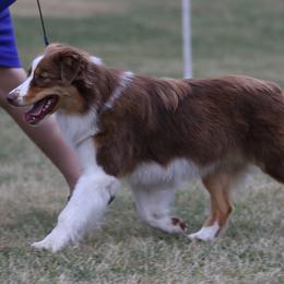 Kizmet - Australian Shepherd