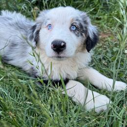 Lola - Dilute blue female Australian Shepherd puppy in Camas, Washington from Sayre Australian Shepherds