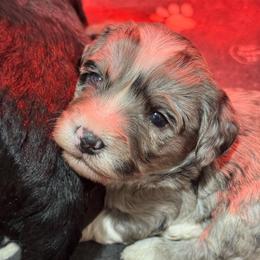 Blaze - Blue merle male Bernedoodle puppy in Petersburg, Michigan from Brittany’s Mini Bernedoodles