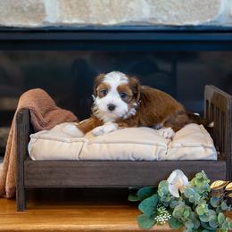 Bodie - Red sable male Havanese puppy in South Jordan, Utah from Lady Paws Puppies - Cassie