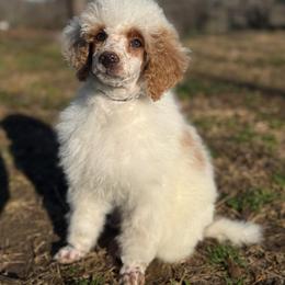 Ham - Parti male Poodle puppy in Greeneville, Tennessee from Smokey Mountain Sheepadoodles