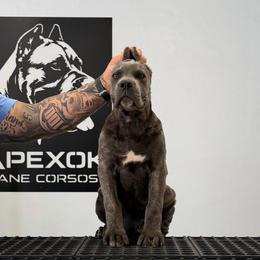 Female 4 - Gray brindle female Cane Corso puppy in Cashion, Oklahoma from APEXOK Cane Corsos