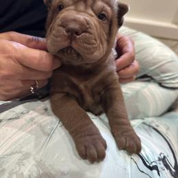 Chinese Shar-Pei Puppies from Blackwitch Farms