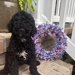 Scholar - Black male Goldendoodle puppy in Camden, North Carolina from Oopsie Doodles of NC