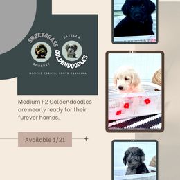"Available Jan 21" Goldendoodle Puppies from Sweetgrass Goldendoodles of Moncks Corner