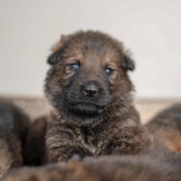 German Shepherd Puppies from Vogelhaus German Shepherds