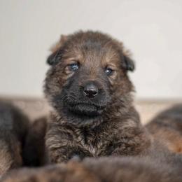 German Shepherd Puppies from Vogelhaus German Shepherds