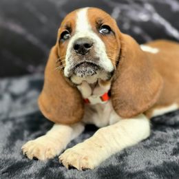 Kitten - Mahogany and white male Basset Hound puppy in Amelia, Ohio from Lady Mae Bassets