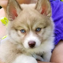 Pomsky Puppies from River Enz Pomskies