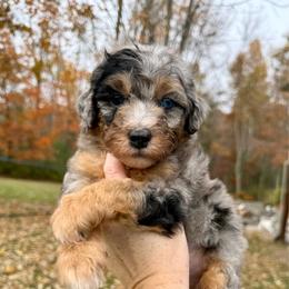 Nightshade - one blue eye - Merle male Bernedoodle puppy in Midland, Michigan from Northern Charm Farm