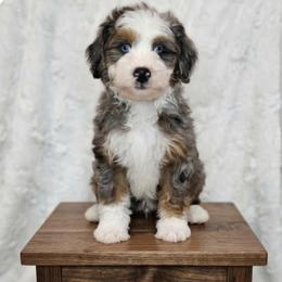 Boy 1 - Merle male Bernedoodle puppy in Schertz, Texas from Kat's Teddydoodles