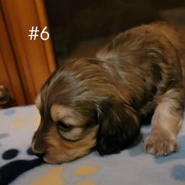 Dachshund Puppies from CLARK'S BREEDING PROGRAM