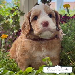 Rosie - Caramel female Australian Labradoodle puppy in Citrus Heights, California from Elite Blend Labradoodles