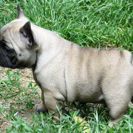 American Staffordshire Terrier and French Bulldog Puppies from Gaff's Amstaffs and Frenchies