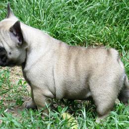 American Staffordshire Terrier and French Bulldog Puppies from Gaff's Amstaffs and Frenchies